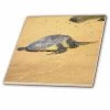 3dRose Sea Turtle On Na Pali Coast Hawaii - Ceramic Tile, 4-inch -Flooring Specialty Store 186b71e5 c996 454f 92e9 77e55fcd8982 1.7b7ceee35fd34ffa7ba8d189c5082d63 1800x1800